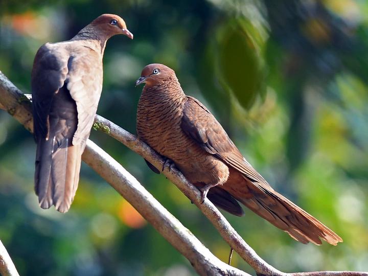 Andaman Cuckoo-Dove