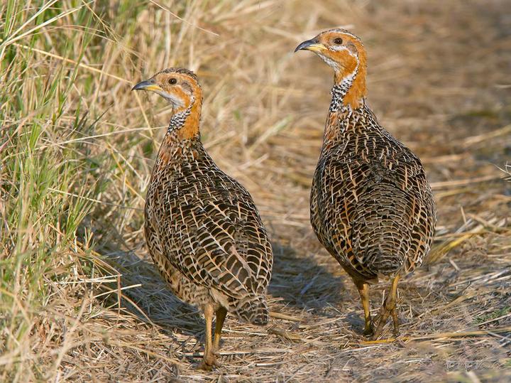 Red-winged Francolin