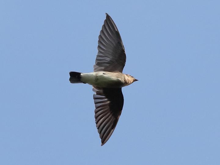 Southern Rough-winged Swallow
