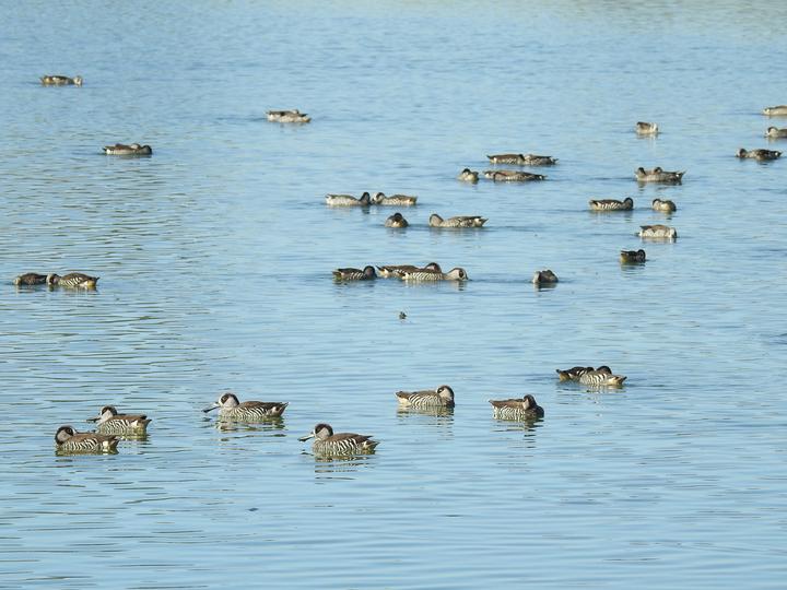 Pink-eared Duck