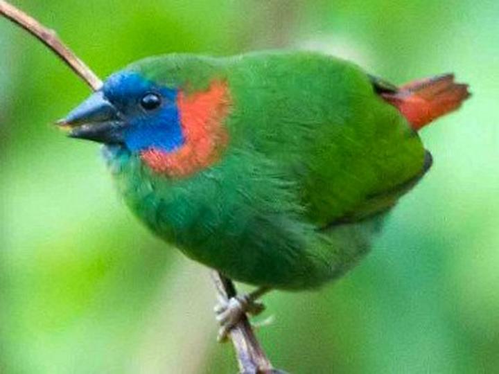 Red-eared Parrotfinch