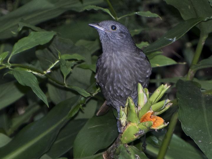 Cinnamon-vented Piha