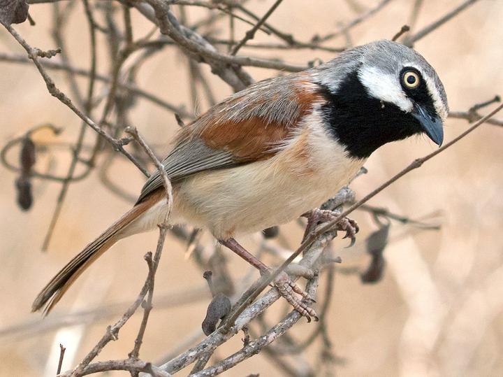 Red-shouldered Vanga