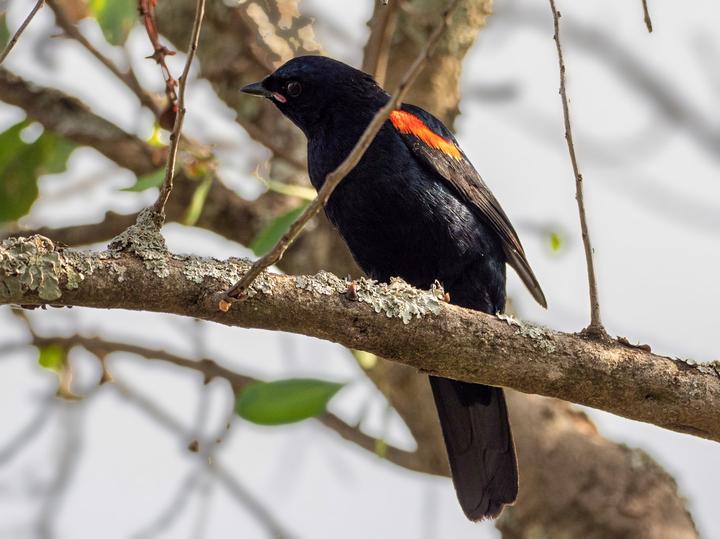 Red-shouldered Cuckooshrike