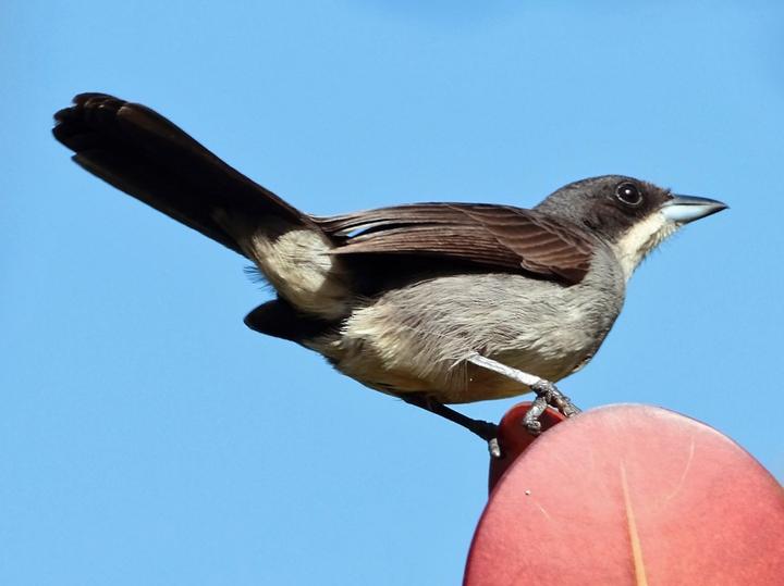 Red-shouldered Tanager