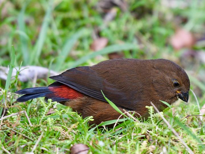 Mountain Firetail