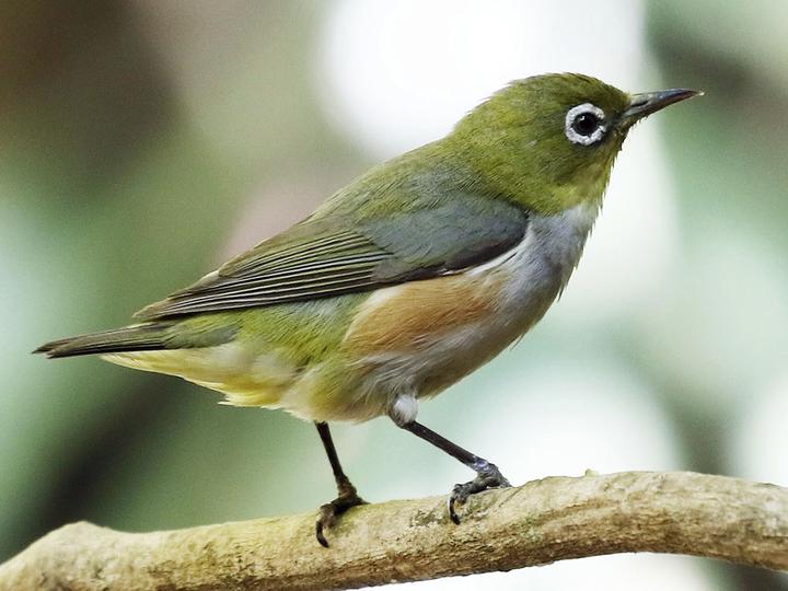 Chestnut-flanked White-eye