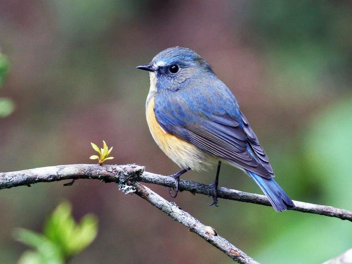 Red-flanked Bluetail