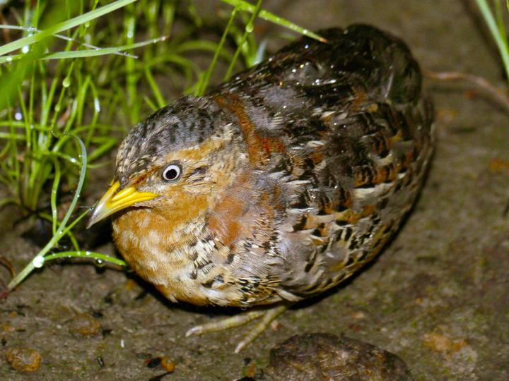 Red-backed Buttonquail