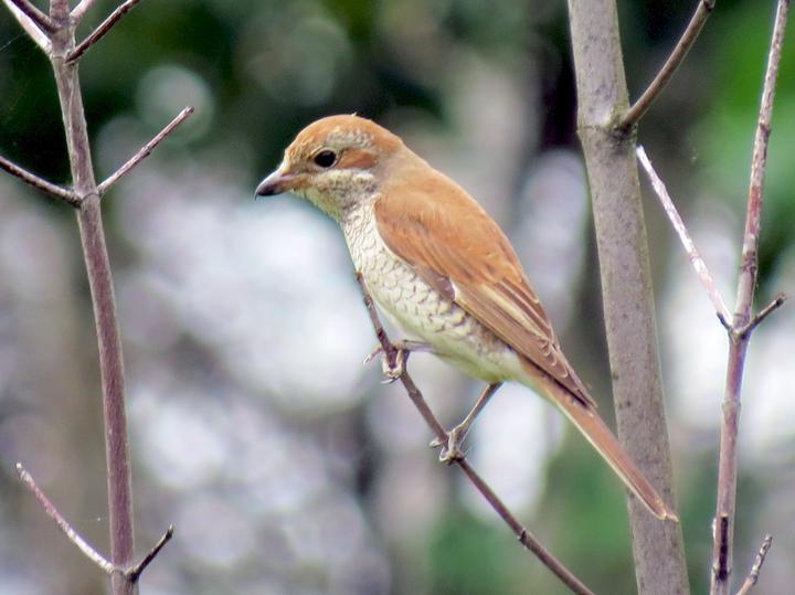 Red-backed Shrike