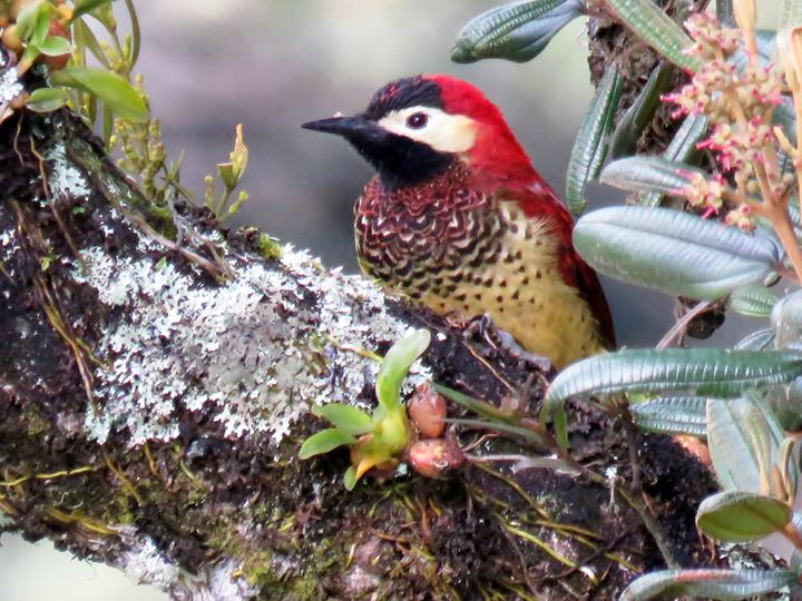Crimson-mantled Woodpecker