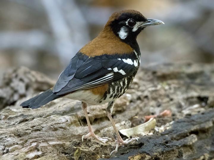 Red-backed Thrush