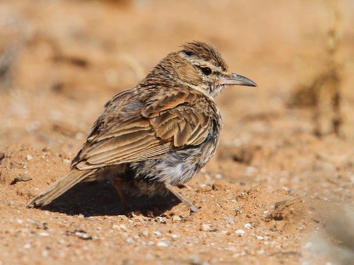 Karoo Lark