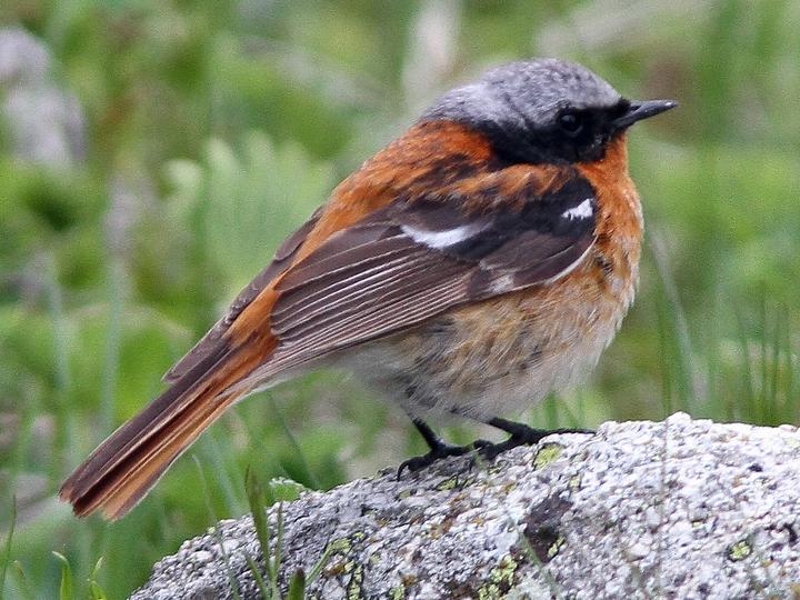Eversmann's Redstart
