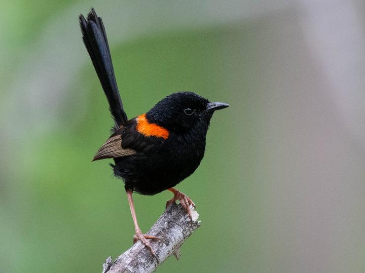 Red-backed Fairywren