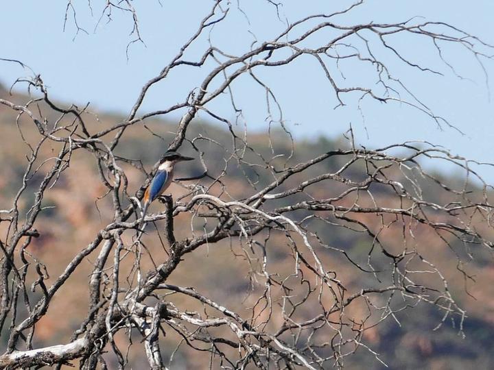 Red-backed Kingfisher