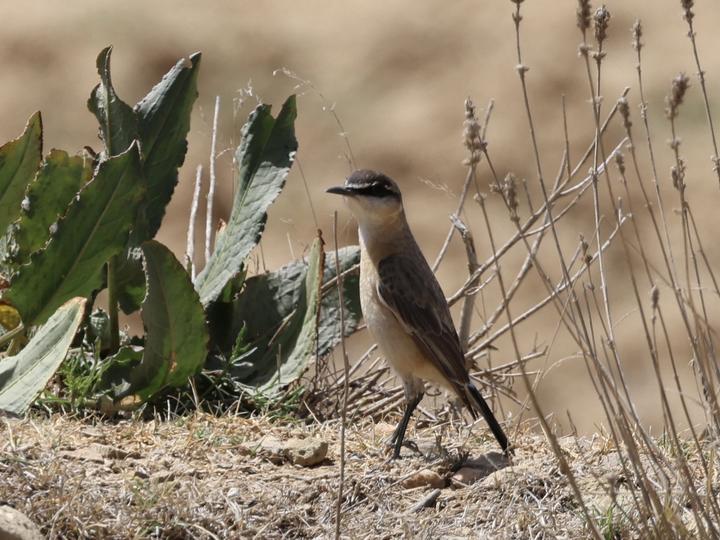 Buff-breasted Wheatear