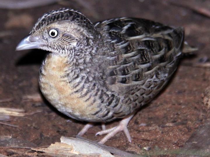 Red-chested Buttonquail