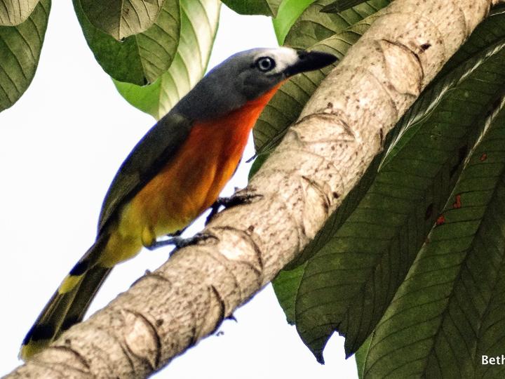 Fiery-breasted Bushshrike
