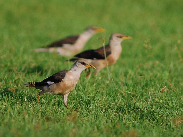 Vinous-breasted Myna