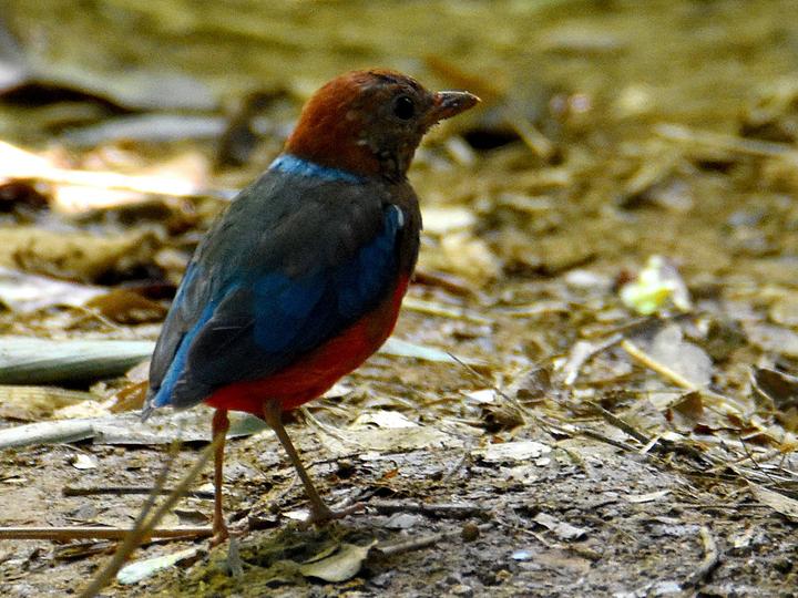 Philippine Pitta