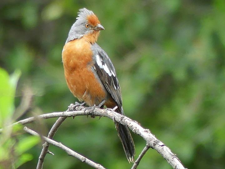 White-tipped Plantcutter