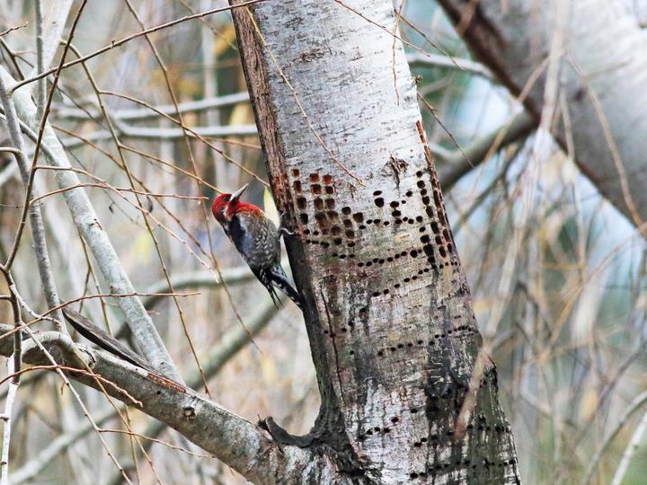 Red-breasted Sapsucker