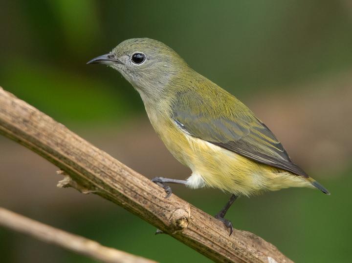 Fire-breasted Flowerpecker