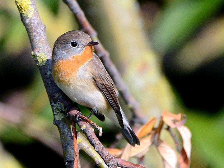 Red-breasted Flycatcher