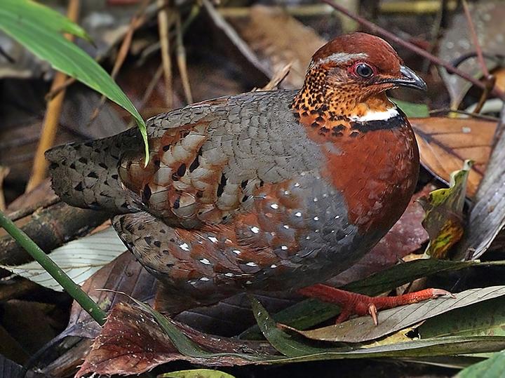 Chestnut-breasted Partridge