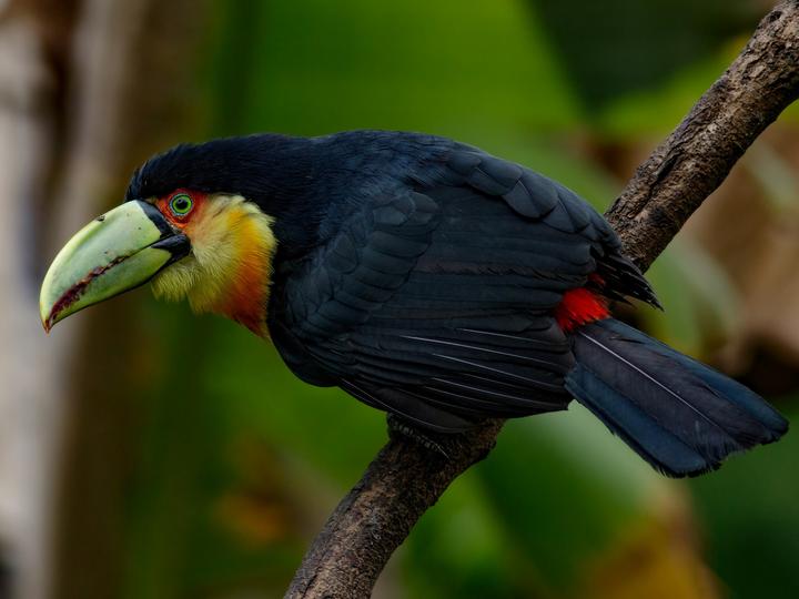 Red-breasted Toucan