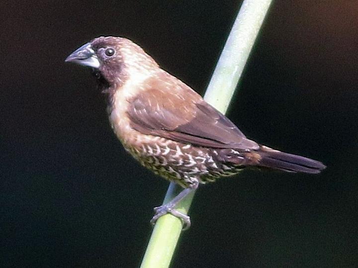Black-throated Munia