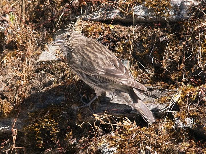 Red-fronted Rosefinch