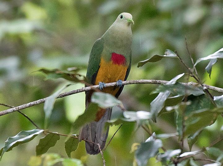 Scarlet-breasted Fruit Dove