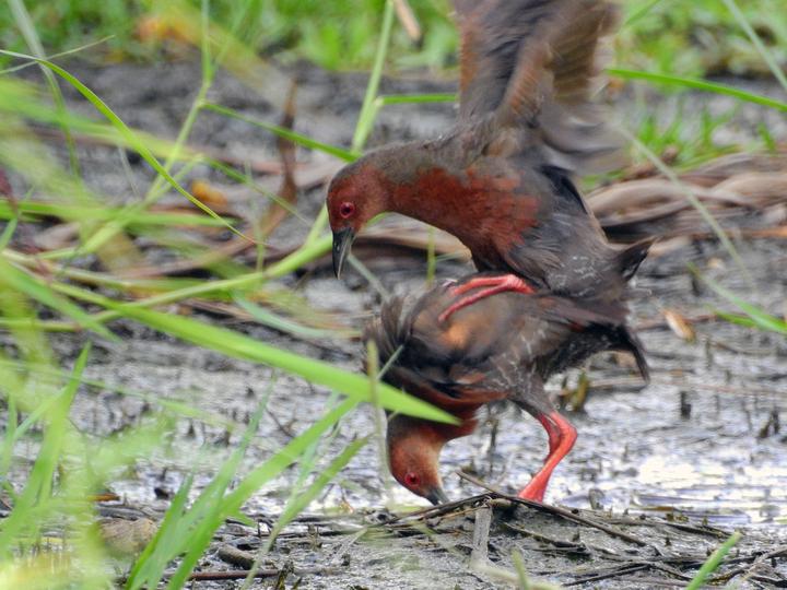 Ruddy-breasted Crake