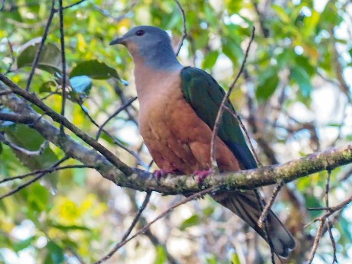 Rufescent Imperial Pigeon