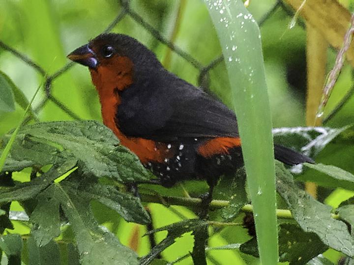 Western Bluebill