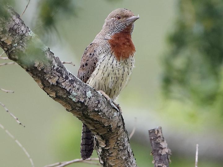 Red-throated Wryneck