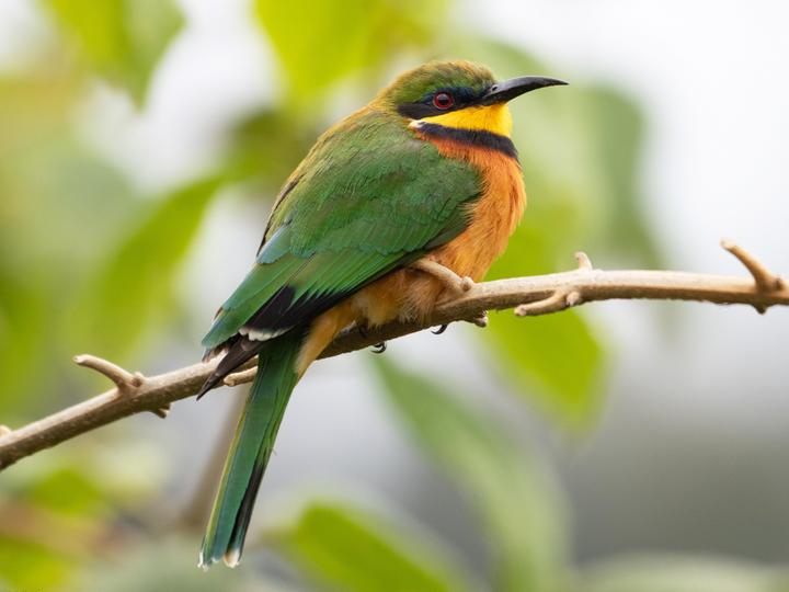 Cinnamon-chested Bee-eater