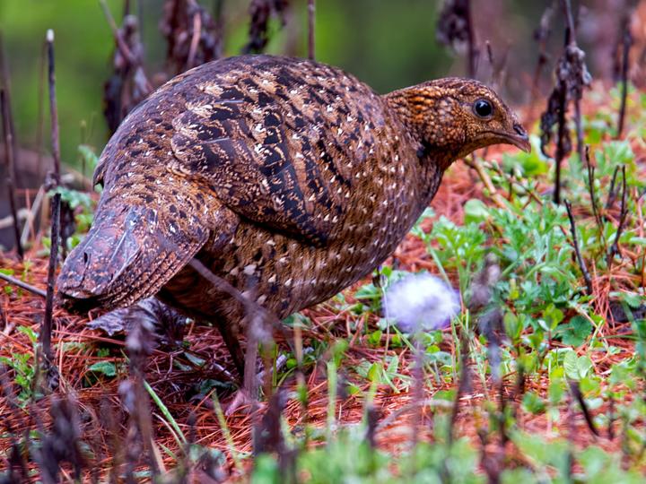 Satyr Tragopan