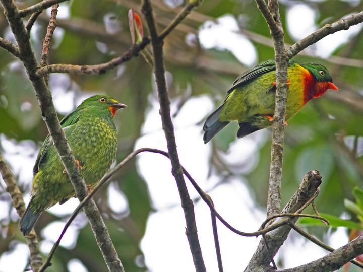 Scarlet-breasted Fruiteater