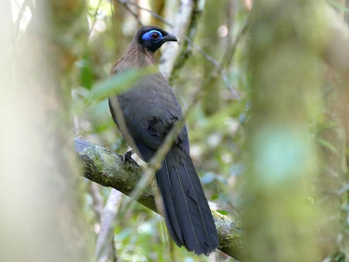 Red-breasted Coua