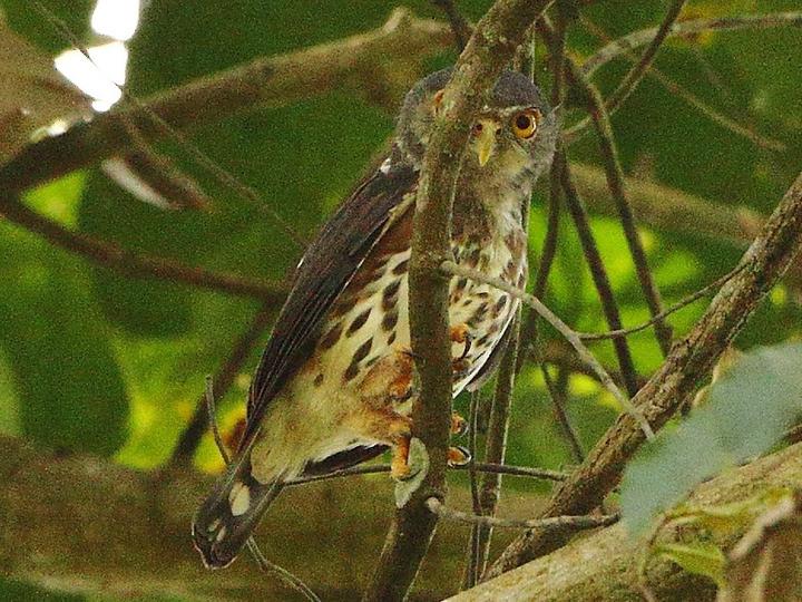 Red-chested Owlet