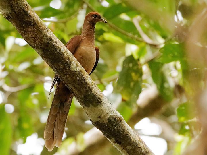 Amboyna Cuckoo-Dove