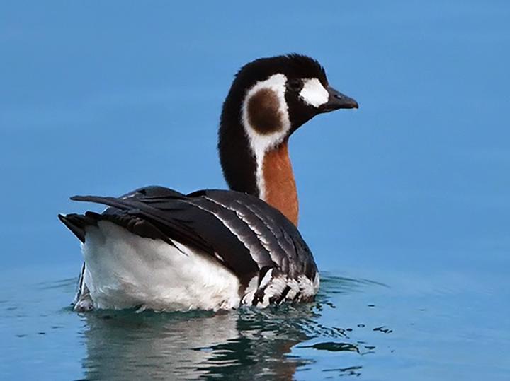 Red-breasted Goose