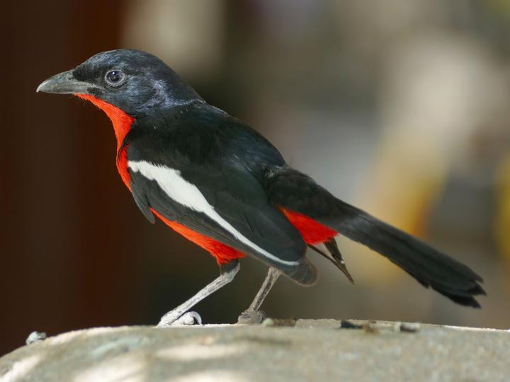 Crimson-breasted Shrike