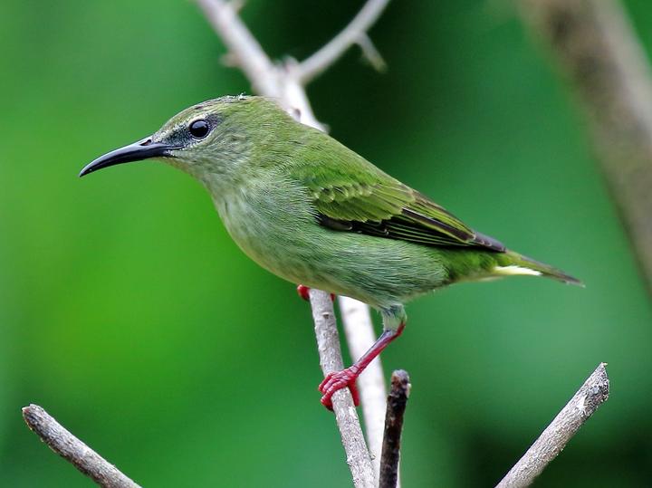 Red-legged Honeycreeper