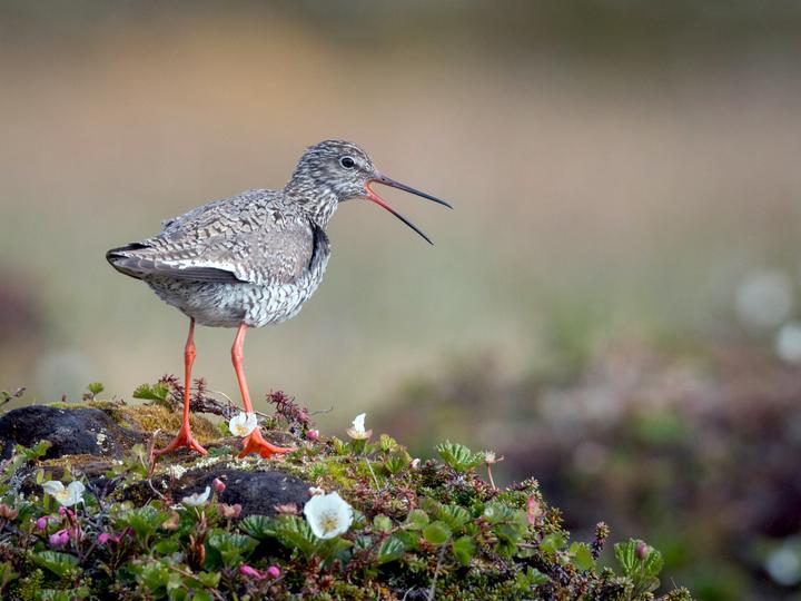 Common Redshank