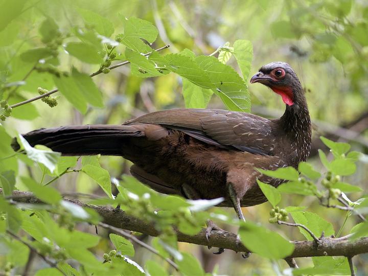 Red-faced Guan