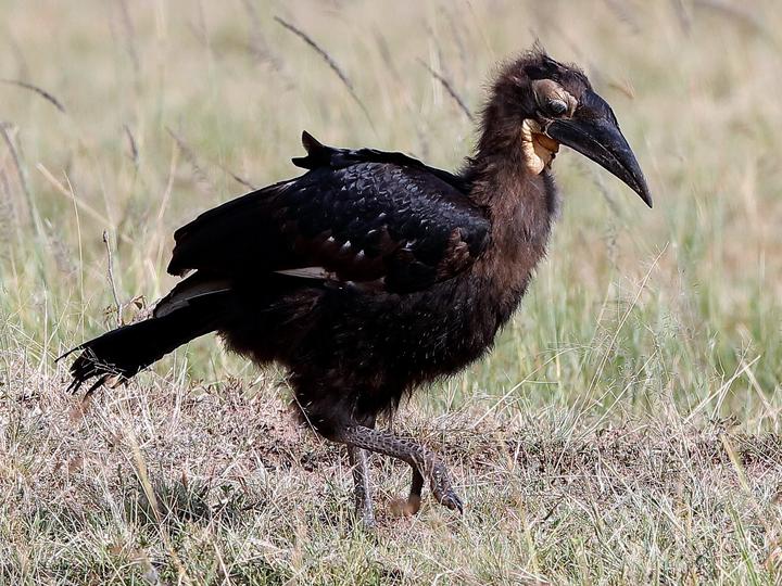 Southern Ground Hornbill